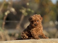 AŞILI ÇİŞ EĞİTİMLİ ORJİNAL TOY POODLE BEBEKLER 