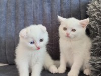 Pofuduk scottish fold white