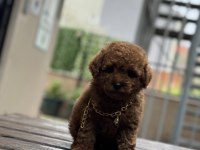Red brown toy poodle