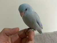 8 AYLIK ERKEK FORPUS ÖZEL RENK