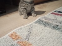 British shorthair kediler
