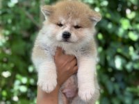 Safkan Japon akita