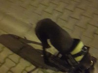 Cane corso blue 7 aylık erkek yavru