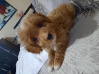 MALTİPOO ÖMÜRLÜK YUVASI ARANIYOR