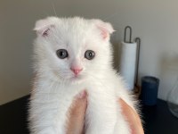 Scottish fold british shorthair Yavrularımız