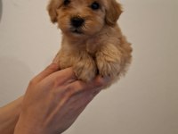 Maltipoo Yavrularım Sağlık Ve Irk Garantilidir