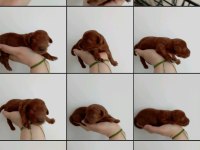 Toy poodle yavrumuz