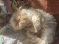 Erkek 5 yaşında safkan iran persian