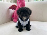 Black maltipoo
