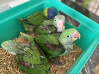 El Besleme Kapalı Bebek Alexander Papağanları