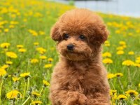 Irk garantili Toy Poodle