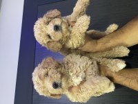 Maltipoo bebekler