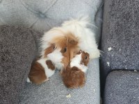 Sütten kesilen ginepigler