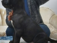 Dünya Şampiyonu Öz Torunları Cane Corso