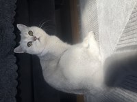 SİLVER shaded british shorthair