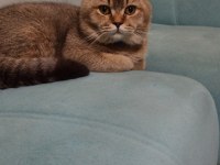 British longhair kedimize yuva arıyoruz