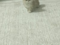 Safkan British Longhair Şecereli
