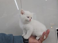 Golden point British shorthair erkek