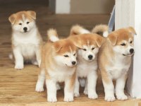 Akita İnu Yavrular Evinizin Neşesi Olacaktır