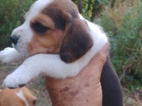 Sevimli beagle yavrulari