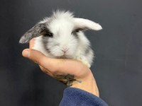 Hollanda Teddy Lop Tavşanı Yavruları