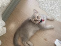 Dişi british shorthair yavru