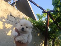 Pomeranian bebekler