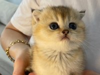 SAFKAN EV ÜRETİMİ ŞECERELİ A KALİTE KEDİMİZ