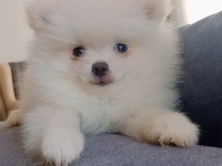 Pomeranian boo erkek yavru