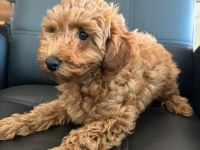 2 AYLIK TOY POODLE YAVRULARIMIZ