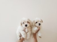 Maltese terrier minik köpekler