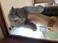 Scottish fold kediler 45 günlük