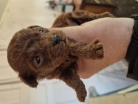 Toy poodle bebekleri