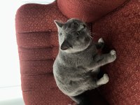 ÜCRETSİZ BRİTİSH KEDİSİ SAHİPLENDİRME