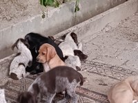 Pointer yavru köpekler
