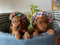 Kilo ve boy garantili poodle