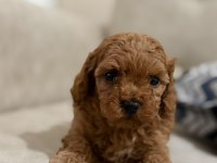 Tarifsiz Sevgi Toy Poodle Yavrularım