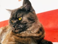 10 Aylık Erkek British Shorthair