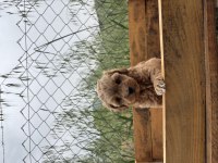 Maltipoo Korea kan 0 boy bebeklerimiz