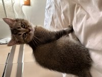 Minik scottish fold kardeşler