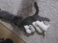 Yavru scottish fold