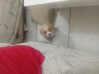 CAVALİER KİNG CHARLES SAFKAN KÖPEĞİMİZ