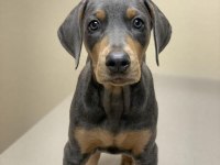 Sağlık ve ırk garanti doberman