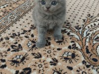 British shorthair badem şekeri ve çekirdek