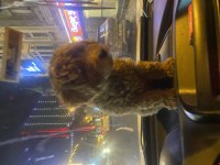 SEVİMLİ TOY POODLE