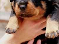 2 aylık Rottweiler yavrularım