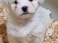 Orjinal Maltese Yavrularımız