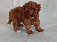 Orjinal Toy Poodle