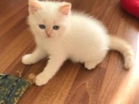 EVİNİZİN NEŞESİ OLACAK SARIŞIN SCOTTİSH YAKIŞIKLILAR