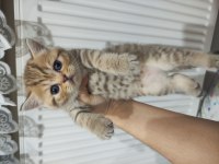 1 Aylık scottish fold ve straight yavrular
